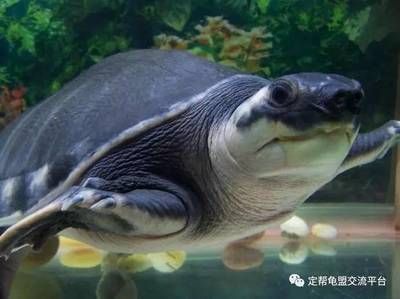 豬鼻龜怎樣繁殖：豬鼻龜怎么繁殖