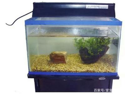 印尼紅龍魚怎么養殖的圖片(印尼紅龍魚怎么養殖的圖片欣賞)