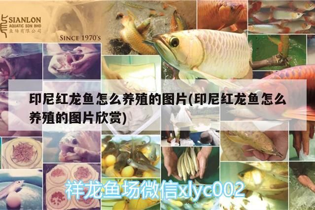 印尼紅龍魚怎么養殖的圖片(印尼紅龍魚怎么養殖的圖片欣賞)