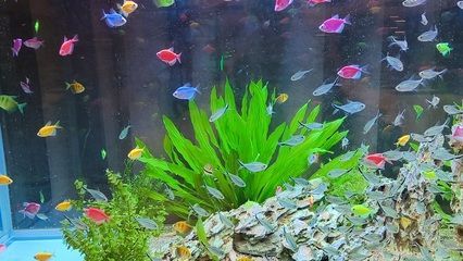 黃金貓魚最佳飼養環境(黃金貓魚水質管理技巧,黃金貓魚疾病預防方法) 黃金貓魚百科 第6張 黃金貓魚最佳飼養環境(黃金貓魚水質管理技巧,黃金貓魚疾病預防方法) 黃金貓魚最佳飼養環境(黃金貓魚水質管理技巧,黃金貓魚疾病預防方法) 黃金貓魚百科 第6張