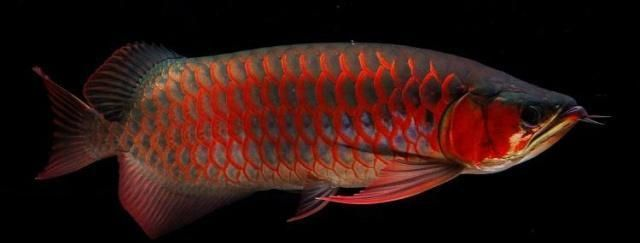 龍魚(yú)缸小了會(huì)怎么樣，龍魚(yú)缸過(guò)小會(huì)對(duì)龍魚(yú)的健康產(chǎn)生不利影響