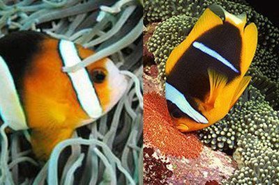 水族館店鋪名字大全四個字圖片（水族館店鋪名字大全）