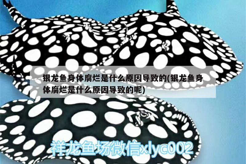 銀龍魚身體腐爛是什么原因導致的(銀龍魚身體腐爛是什么原因導致的呢)