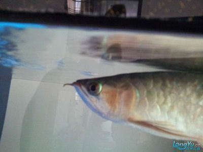 龍魚的胡須斷了還能長嗎