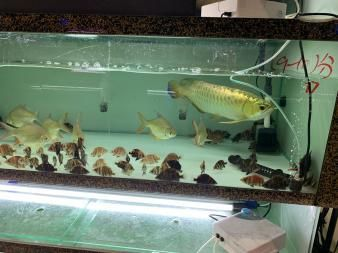 魟魚吃魚會不會被魚刺卡著：魟魚吃魚會不會被魚刺卡住