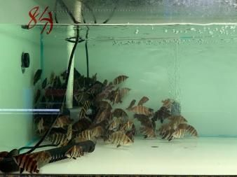 魟魚吃魚會不會被魚刺卡著：魟魚吃魚會不會被魚刺卡住
