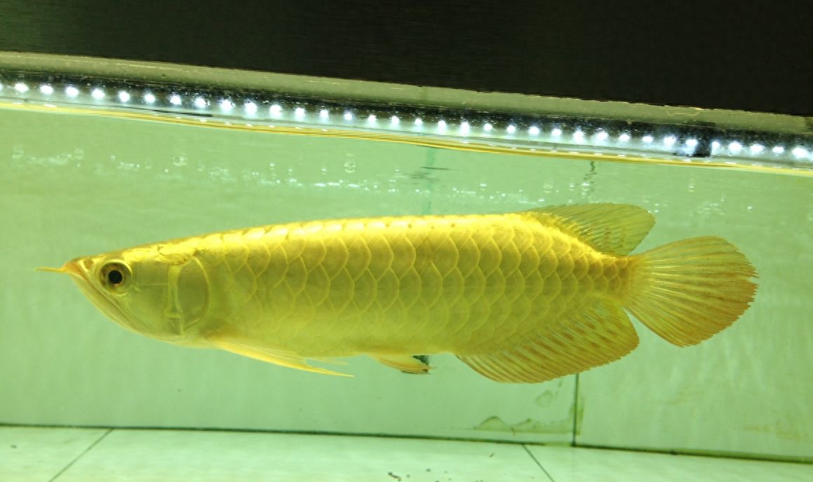 龍魚產地普林斯和大湖紅龍哪個好：普林斯龍魚和大湖紅龍哪個更容易飼養？