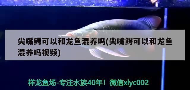 鄭州魚缸維修公司地址查詢電話(鄭州魚缸廠家)