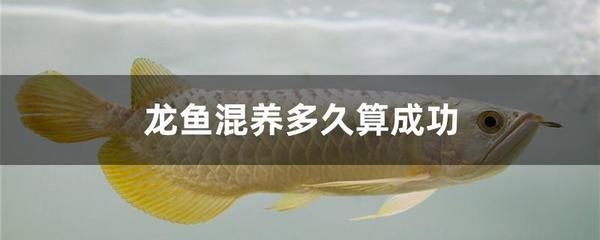 龍魚2個月沒吃咋整