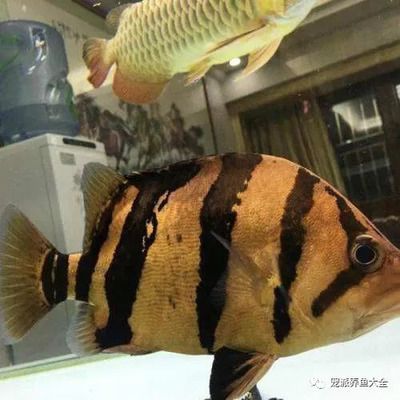 如何選擇印尼三紋虎親魚，印尼三紋虎親魚的選購技巧