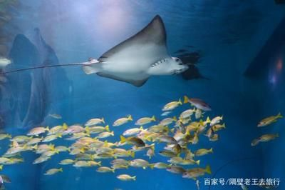 水族館里面有什么介紹（上海海洋水族館如何模擬自然環(huán)境水族館的教育活動）