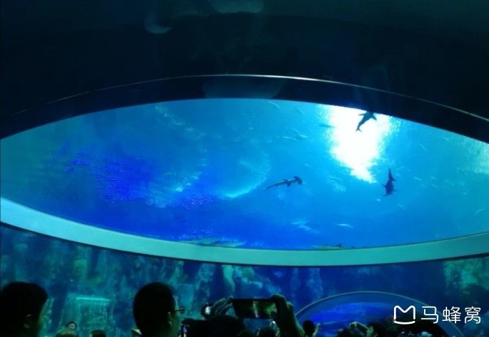 水族館里面有什么介紹（上海海洋水族館如何模擬自然環(huán)境水族館的教育活動）