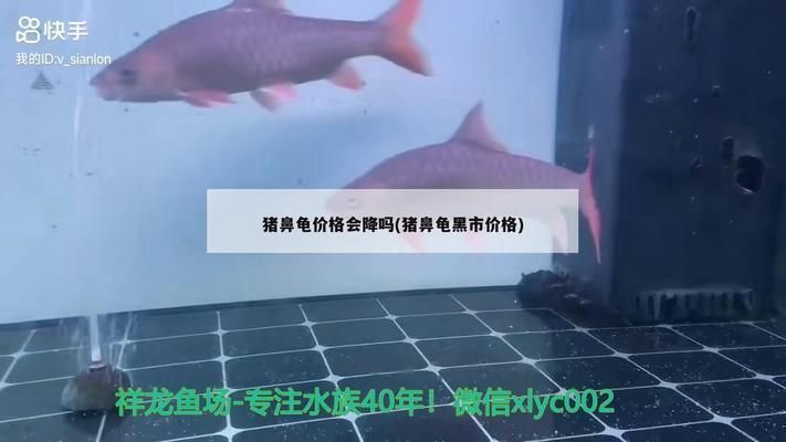 豬鼻龜越大越值錢么：豬鼻龜越大越不值錢嗎