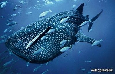 魚缸里的朱雀，適合與朱雀魚共養的魚類指南，魚缸朱雀魚混養指南，適合與朱雀魚共養的魚類推薦