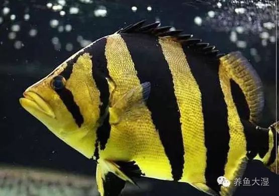 虎魚體色變化的應急處理，虎魚體色變化與基因的關系， 虎魚體色變化的應急處理，虎魚體色變化與基因的關系， 虎魚百科 第6張