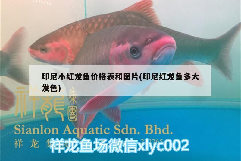 印尼小紅龍魚價格表和圖片(印尼紅龍魚多大發色)
