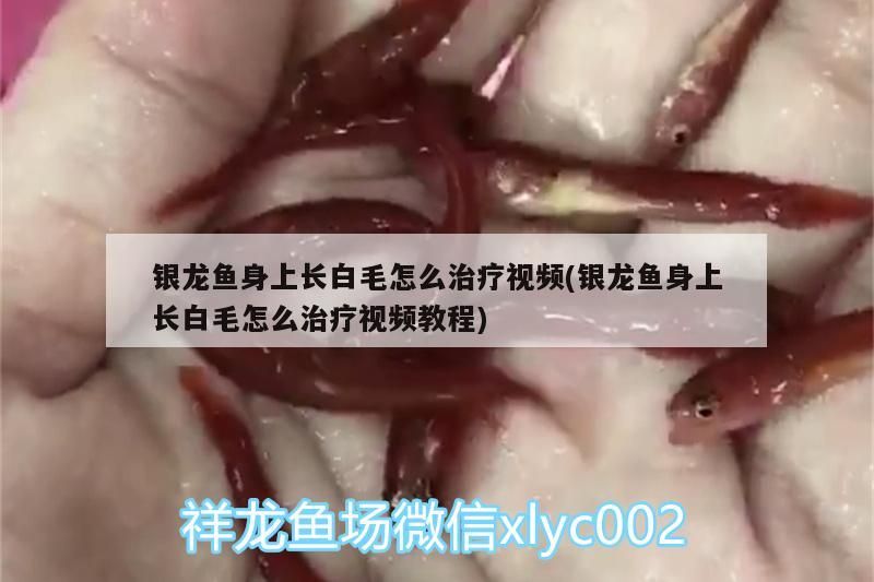 銀龍魚身上長白毛怎么治療視頻(銀龍魚身上長白毛怎么治療視頻教程)