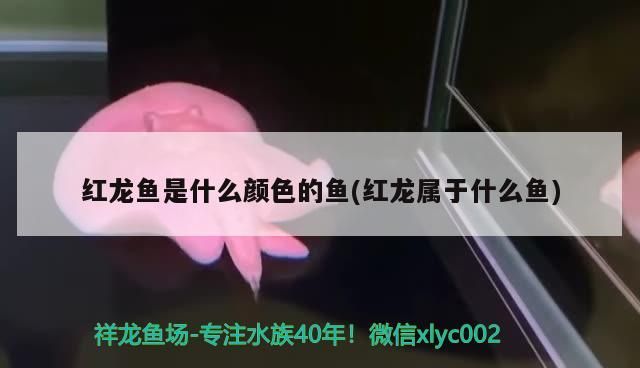 紅龍魚是什么顏色的魚(紅龍屬于什么魚)