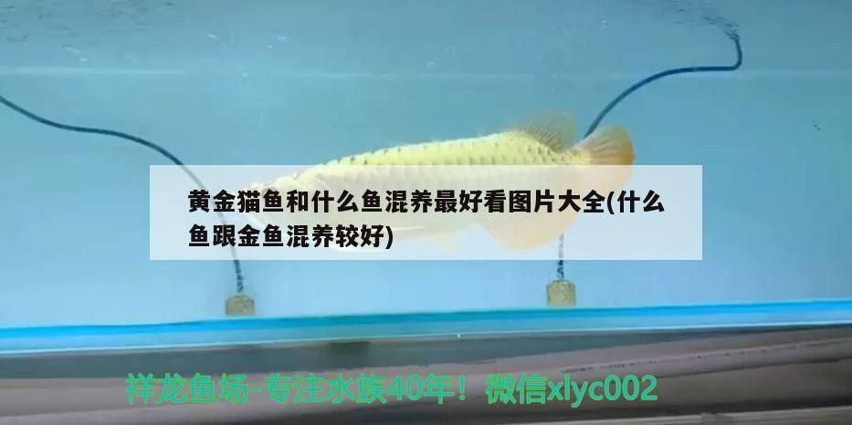 黃金貓魚和什么魚混養最好看圖片大全(什么魚跟金魚混養較好)