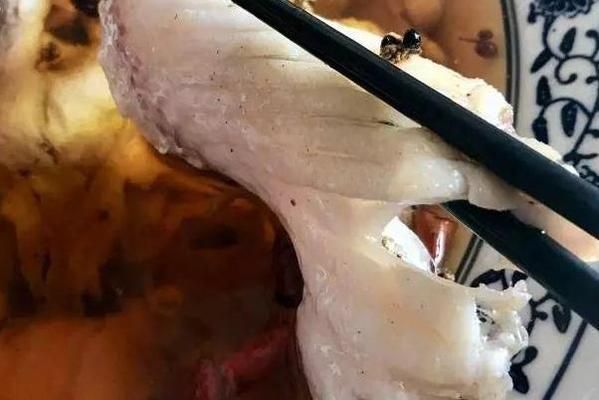 長春其他配魚，長春適合養殖的淡水魚種類