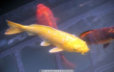 龍魚在缸上面一動不動 龍魚總是在缸底游動是什么原因?