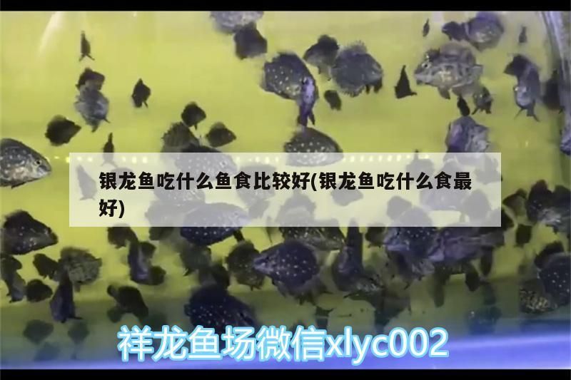 銀龍魚吃什么魚食比較好(銀龍魚吃什么食最好)