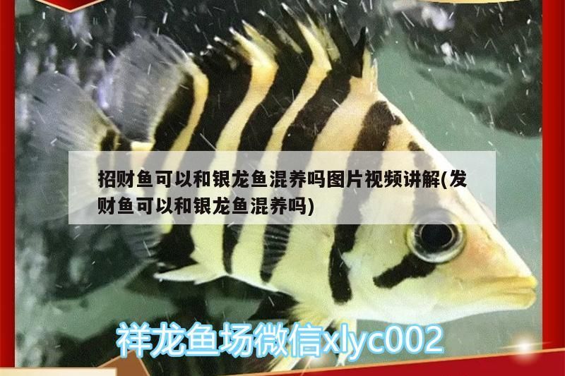招財魚可以和銀龍魚混養嗎圖片視頻講解(發財魚可以和銀龍魚混養嗎)