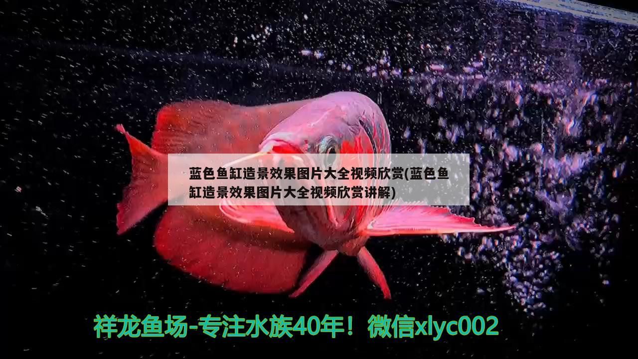 藍色魚缸造景效果圖片大全視頻欣賞(藍色魚缸造景效果圖片大全視頻欣賞講解)