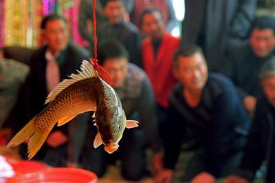 大湖魚是什么魚：大湖魚是一類生活在北美大型湖泊中的魚類，大湖魚的營養價值