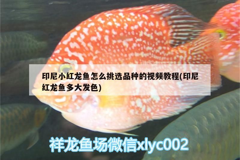 印尼小紅龍魚怎么挑選品種的視頻教程(印尼紅龍魚多大發色)