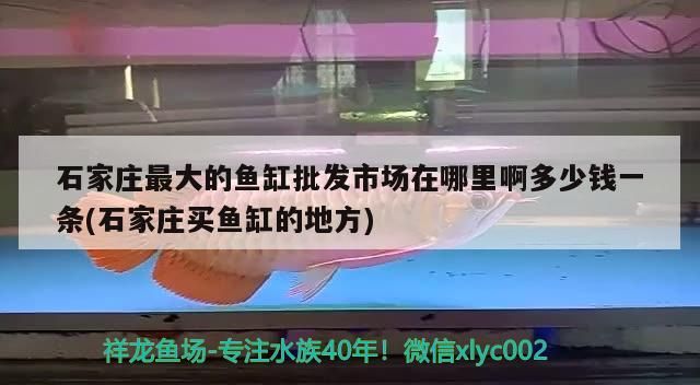 石家莊最大的魚缸批發市場在哪里啊多少錢一條(石家莊買魚缸的地方)
