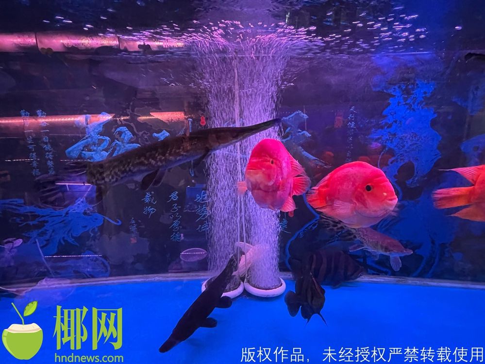 開家水族館進貨要求是什么呢（關于開家水族館進貨的詳細要求和建議）