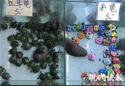 開家水族館進貨要求是什么呢（關(guān)于開家水族館進貨的詳細要求和建議）