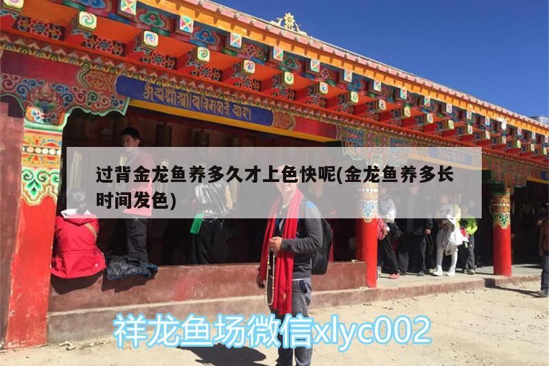 過背金龍魚養多久才上色快呢(金龍魚養多長時間發色)