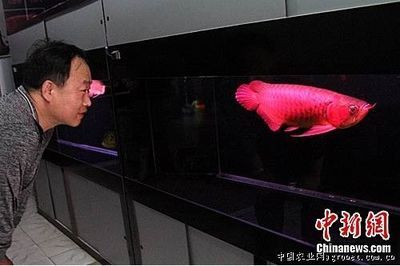 天價紅龍魚500萬是真的嗎：天價紅龍魚市場價格波動趨勢如何鑒別高品質紅龍魚