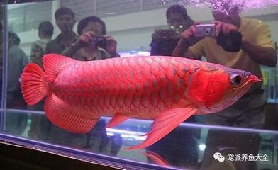 天價紅龍魚500萬是真的嗎：天價紅龍魚市場價格波動趨勢如何鑒別高品質(zhì)紅龍魚