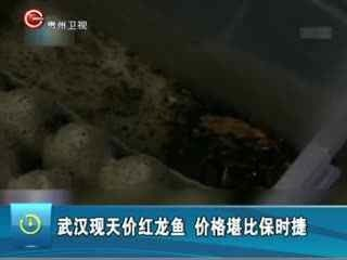 天價紅龍魚500萬是真的嗎：天價紅龍魚市場價格波動趨勢如何鑒別高品質(zhì)紅龍魚