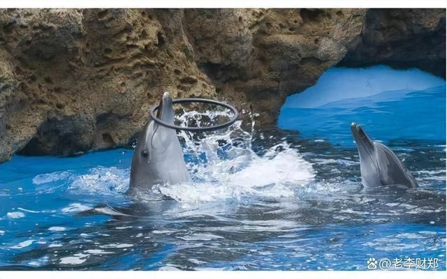 長隆海洋王國水族館里都有什么（世界上最大的水族館——長隆海洋王國） 長隆海洋王國水族館里都有什么（世界上最大的水族館——長隆海洋王國） 水族館百科（水族館加盟） 第4張