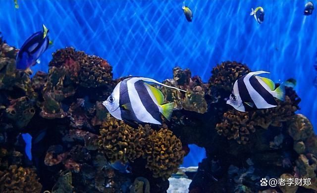 長隆海洋王國水族館里都有什么（世界上最大的水族館——長隆海洋王國） 長隆海洋王國水族館里都有什么（世界上最大的水族館——長隆海洋王國） 水族館百科（水族館加盟） 第5張