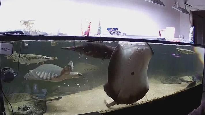豬鼻龜是風水魚嗎圖片：豬鼻龜屬于風水魚嗎 豬鼻龜是風水魚嗎圖片：豬鼻龜屬于風水魚嗎 豬鼻龜百科 第8張