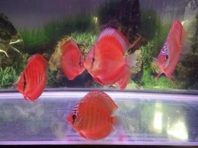 常見觀賞魚的人工繁殖實驗報告圖片：常見觀賞魚人工繁殖實驗報告圖片