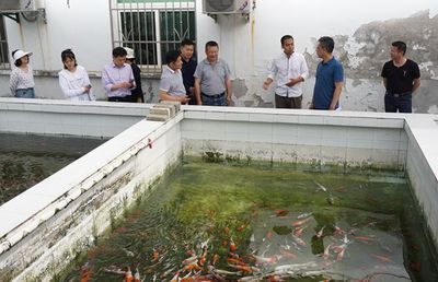 常見觀賞魚的人工繁殖實驗報告圖片：常見觀賞魚人工繁殖實驗報告圖片