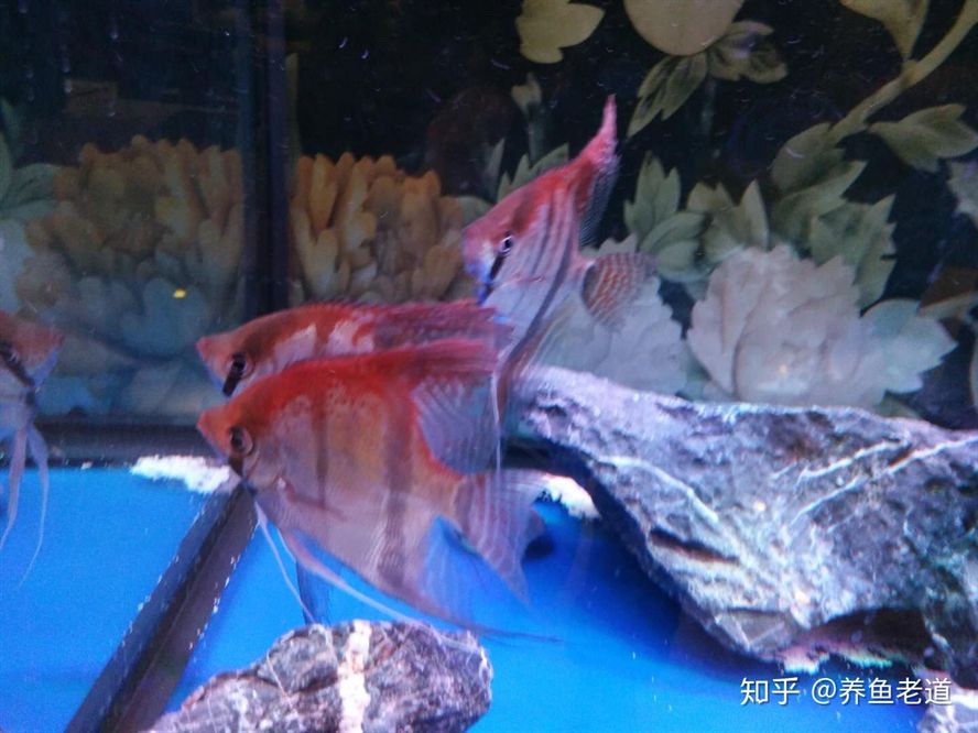 常見觀賞魚的人工繁殖實驗報告圖片：常見觀賞魚人工繁殖實驗報告圖片