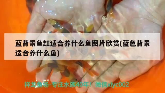 藍背景魚缸適合養什么魚圖片欣賞(藍色背景適合養什么魚)