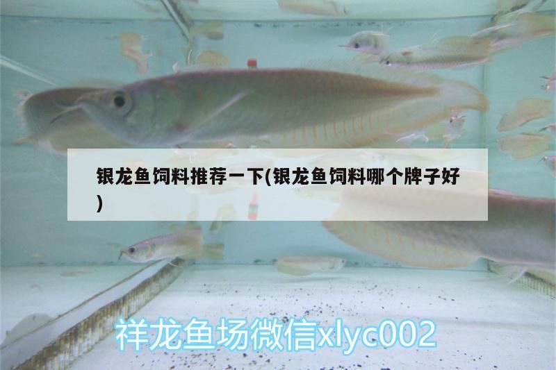 銀龍魚飼料推薦一下(銀龍魚飼料哪個牌子好)
