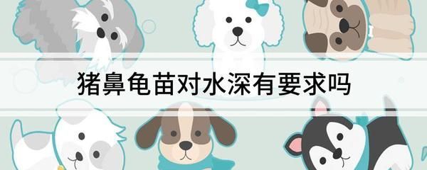 豬鼻龜對水深有要求嗎：豬鼻龜對水深對水深有要求，豬鼻龜對水深有要求嗎