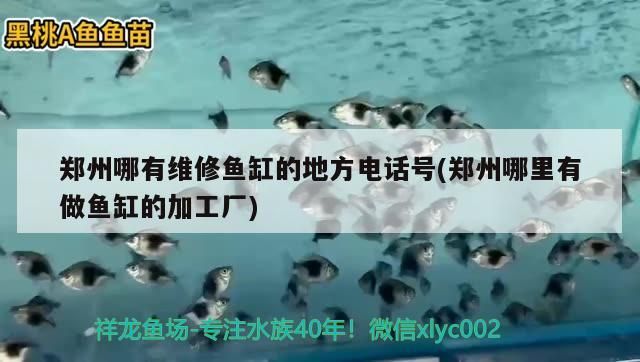 鄭州哪有維修魚缸的地方電話號(鄭州哪里有做魚缸的加工廠)