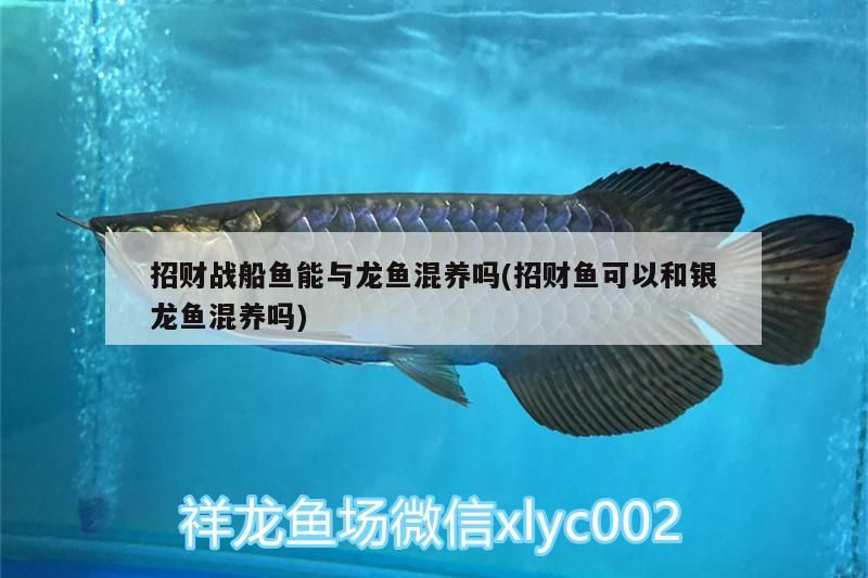 招財戰船魚能與龍魚混養嗎(招財魚可以和銀龍魚混養嗎)