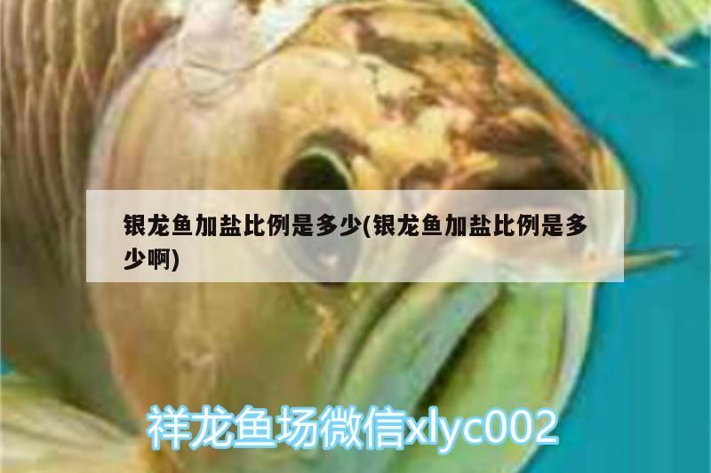 銀龍魚(yú)加鹽比例是多少(銀龍魚(yú)加鹽比例是多少啊)