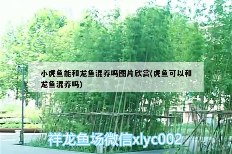 小虎魚能和龍魚混養嗎圖片欣賞(虎魚可以和龍魚混養嗎)